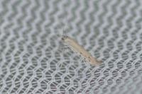 Aspilapteryx tringipennella