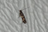Oinophila v-flavum