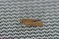 Crassa unitella