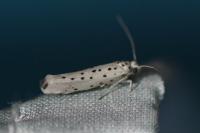 Yponomeuta sedella