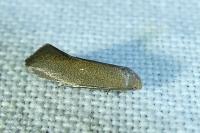 Elachista pigerella