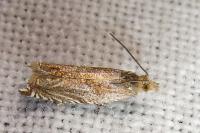 Ancylis comptana