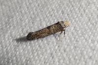 Paraswammerdamia nebulella