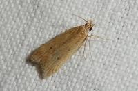 Acompsia antirrhinella/tripunctella