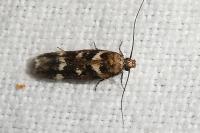 Caryocolum habeleri