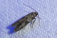 Blastobasis glandulella