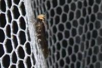 Aroga flavicomella