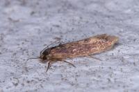 Opogona omoscopa