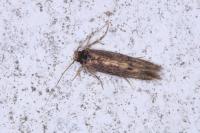 Opogona omoscopa