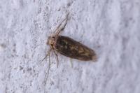 Opogona omoscopa