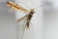Phyllonorycter quercifoliella