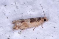 Crocidosema plebejana