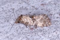 Neocochylis molliculana