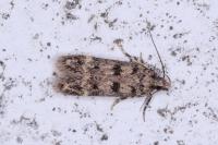 Bryotropha