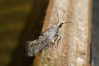 Epermenia
