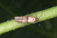 Blastobasis phycidella