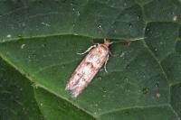 Blastobasis phycidella