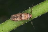 Blastobasis phycidella