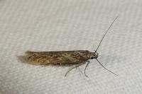Scrobipalpa