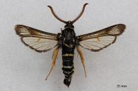 Paranthrene insolita polonica