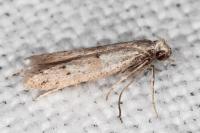 Symmocoides oxybiella