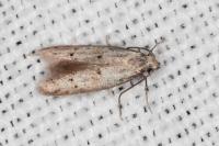 Symmocoides oxybiella