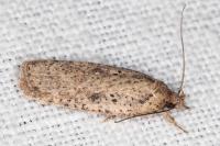 Agonopterix scopariella