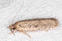 Agonopterix scopariella