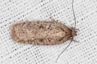 Agonopterix scopariella
