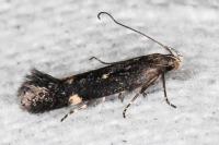 Aproaerema anthyllidella