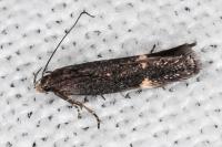 Aproaerema anthyllidella