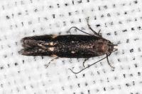 Aproaerema anthyllidella