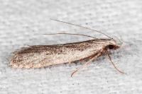 Dichomeris helianthemi
