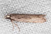 Dichomeris helianthemi