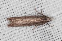 Dichomeris helianthemi