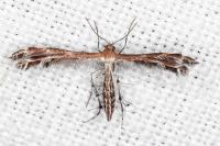 Stangeia siceliota