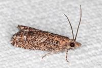 Acroclita subsequana