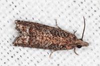 Acroclita subsequana