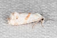 Aethes languidana