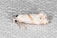 Aethes languidana