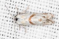 Aethes languidana