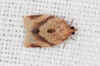 Clepsis consimilana