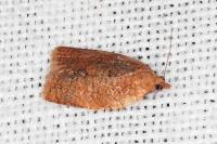 Clepsis consimilana