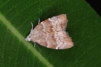 Choreutis nemorana