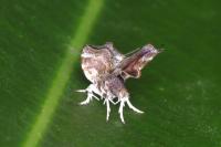 Choreutis nemorana