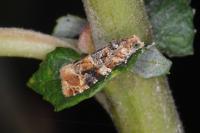 Lobesia reliquana