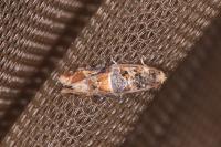Lobesia reliquana