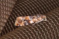 Lobesia reliquana