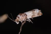 Epinotia thapsiana