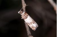 Epinotia thapsiana